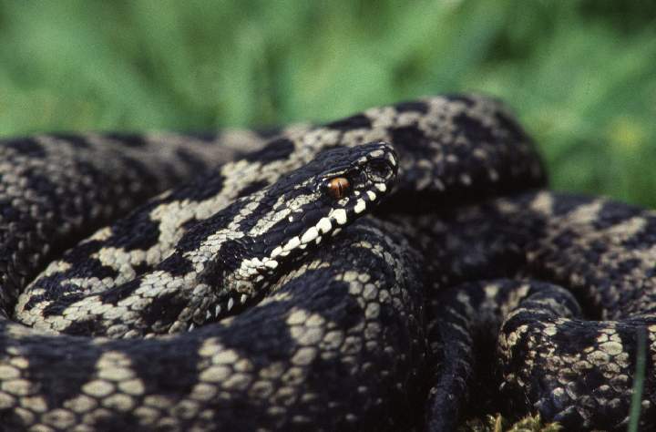 364 Hance Roger - Male Adder (2).jpg
